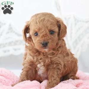 Macy, Toy Poodle Puppy